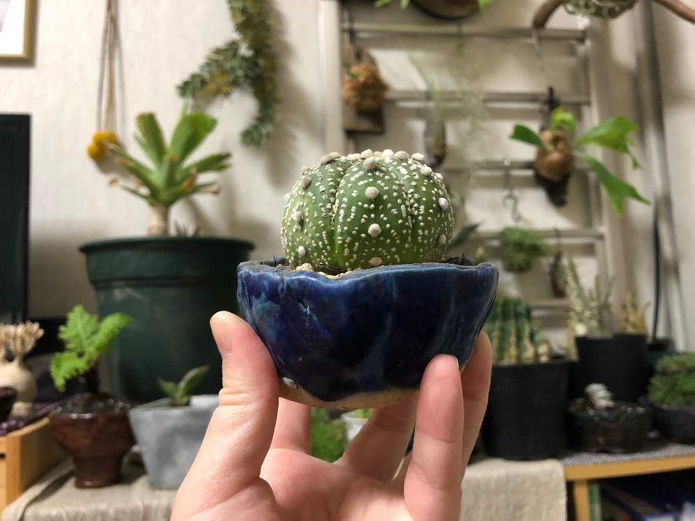 アストロフィツム属 兜丸の投稿画像 By Zukoさん サボテン科とcactusと植物のある暮らしと盆栽 鉢とコーデックスと植え替えとcaudexと植中毒と塊根植物とタニラーと盆栽とおうちで自然を感じるとサボテン科とcactusと植物のある暮らしと盆栽鉢とコーデックスと植え替えと
