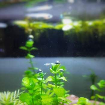 気泡の投稿画像一覧 Greensnap グリーンスナップ