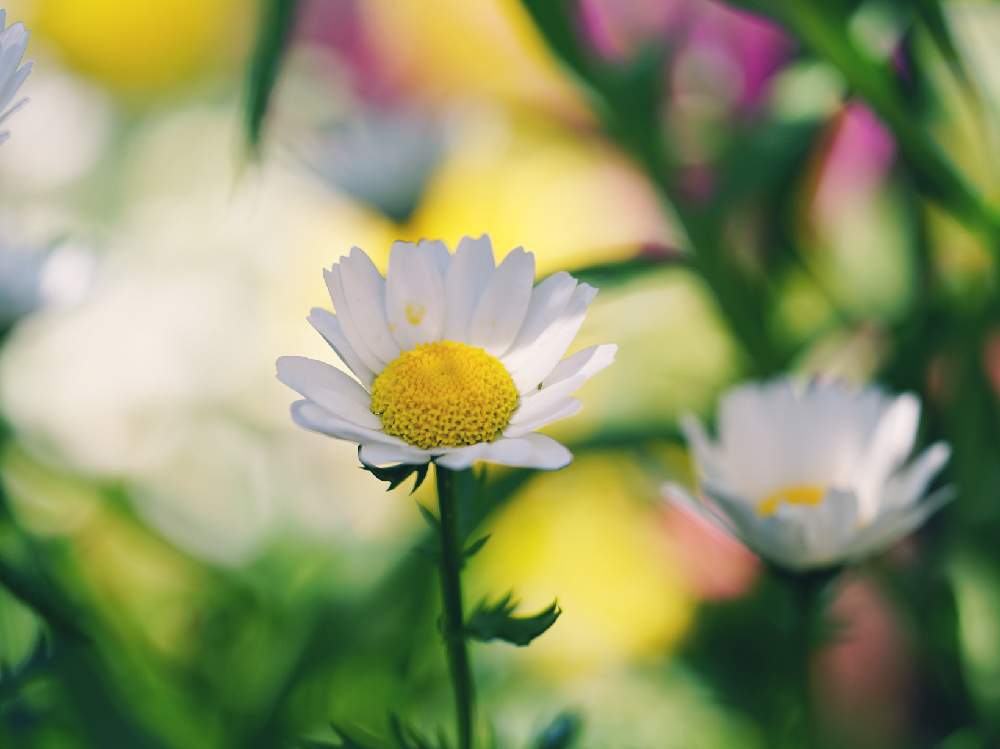 ノースポールの投稿画像 By スローライフさん 種から育てたと私の庭とガーデニングと花のある暮らしと白い花と地植えと地植えの花 19月4月10日 Greensnap グリーンスナップ