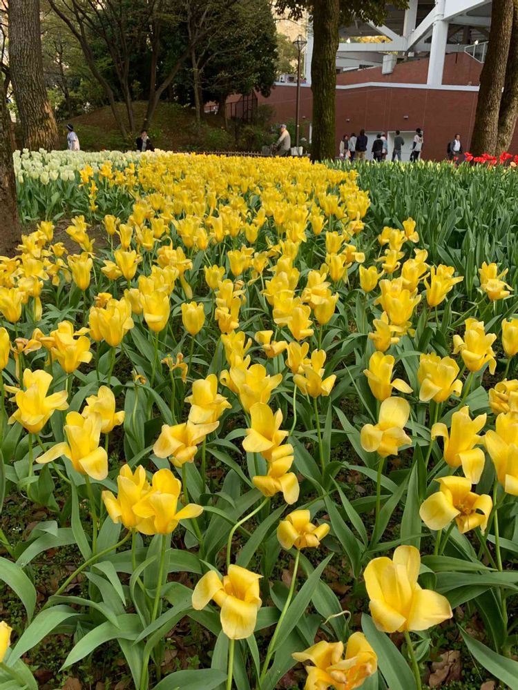 シゲルさんの横浜公園への投稿