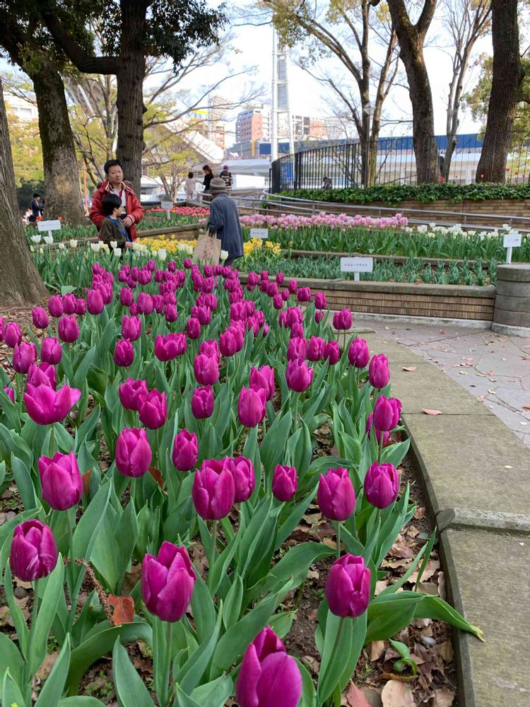 シゲルさんの横浜公園への投稿