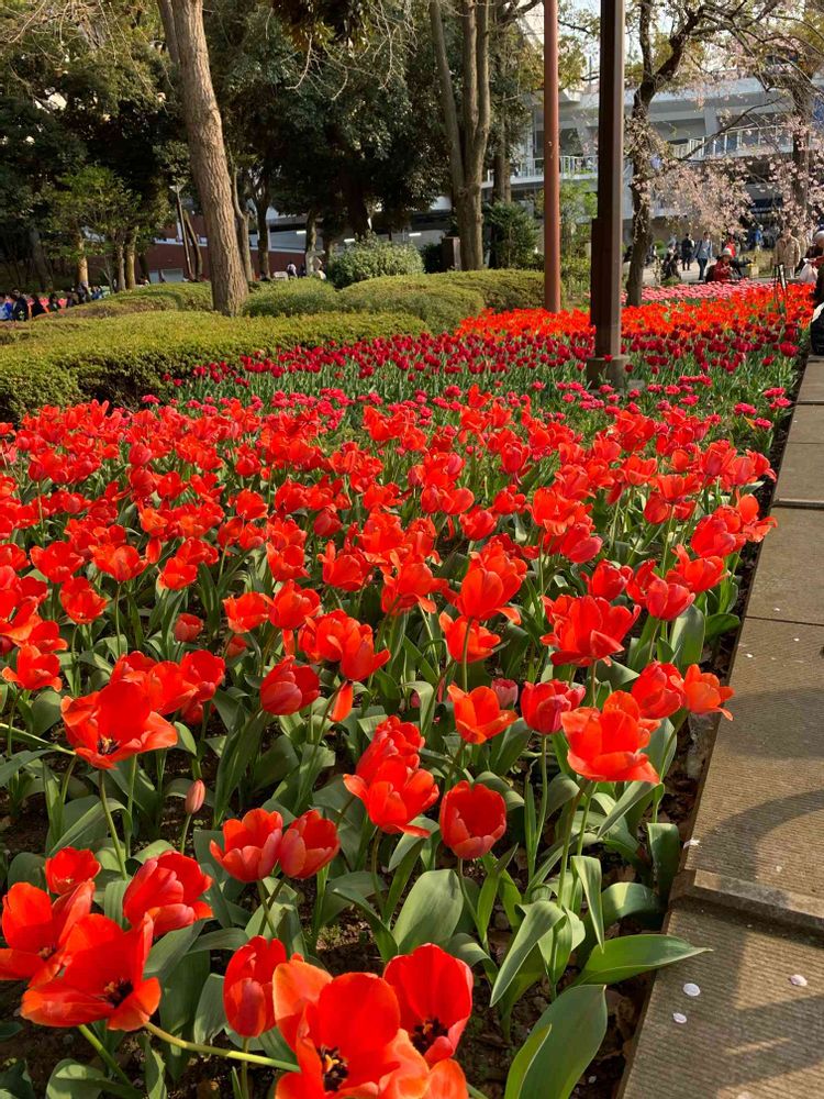 シゲルさんの横浜公園への投稿