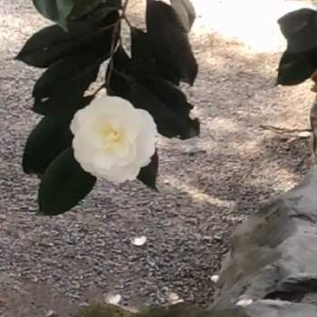 八重の白椿の画像 by ファロアさん | お出かけ先と花のある暮らしと八重咲きと幸せと八重の白椿