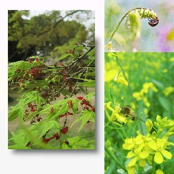 カエデの花の投稿画像一覧 Greensnap グリーンスナップ