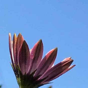 毎年咲いてくれる♡の画像 by ハリネズミさん | バルコニー/ベランダとオステオスペルマムとオステオスペルマム♡と毎年咲いてくれる♡と雨上がりの朝と寄植えと花のある暮らしと感謝の気持ち