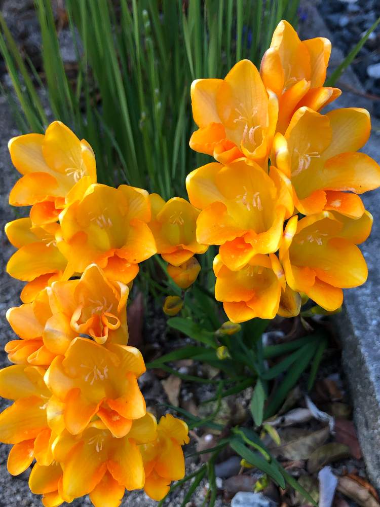 ユニーク春の 花 オレンジ すべての美しい花の画像