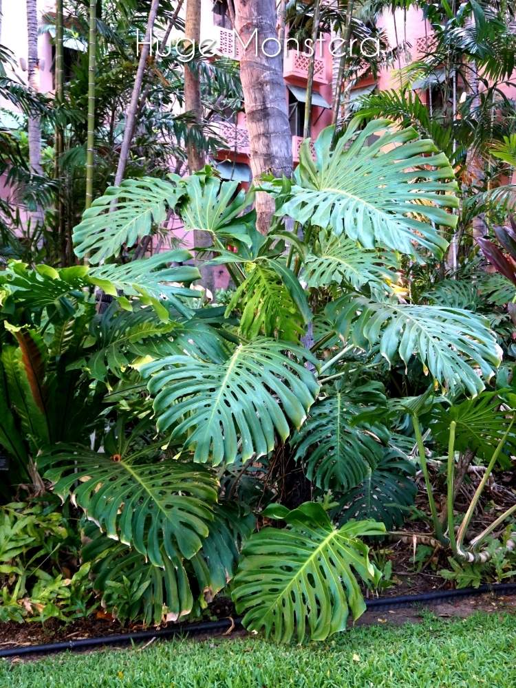 モンステラの投稿画像 By Toshi722さん 巨大な葉とトロピカルと庭の木と綺麗な緑 と天然温室とホノルル市内とハワイ旅行日記 19月4月11日 Greensnap グリーンスナップ