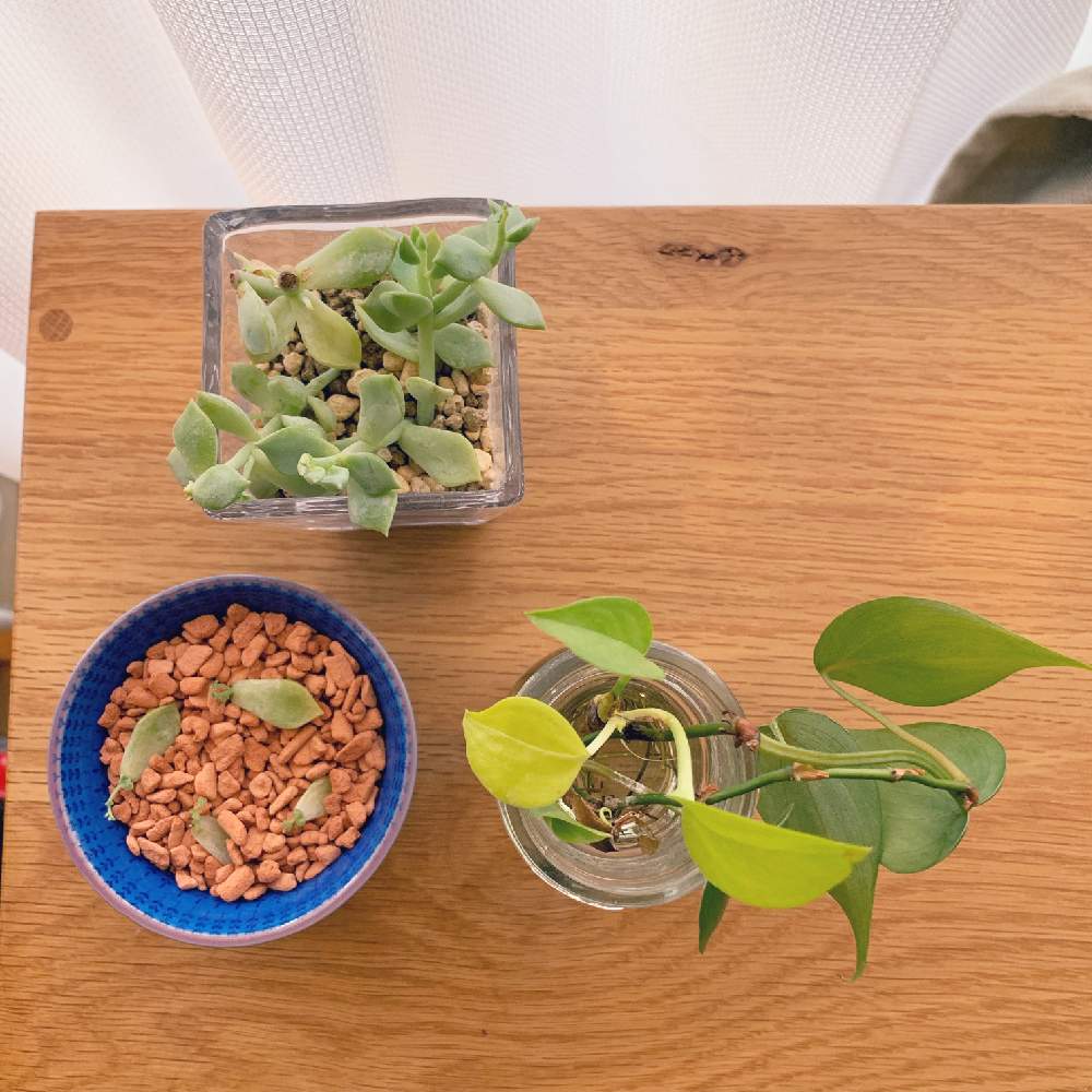 オキシカルディウムの投稿画像 By ウラカンラナさん 多肉植物と水栽培と観葉植物と100均多肉とハイドロカルチャーとgs映えと水耕栽培と多肉植物 と水栽培と観葉植物と100均多肉とハイドロカルチャーとgs映えと水耕栽培 19月4月11日 Greensnap グリーンスナップ