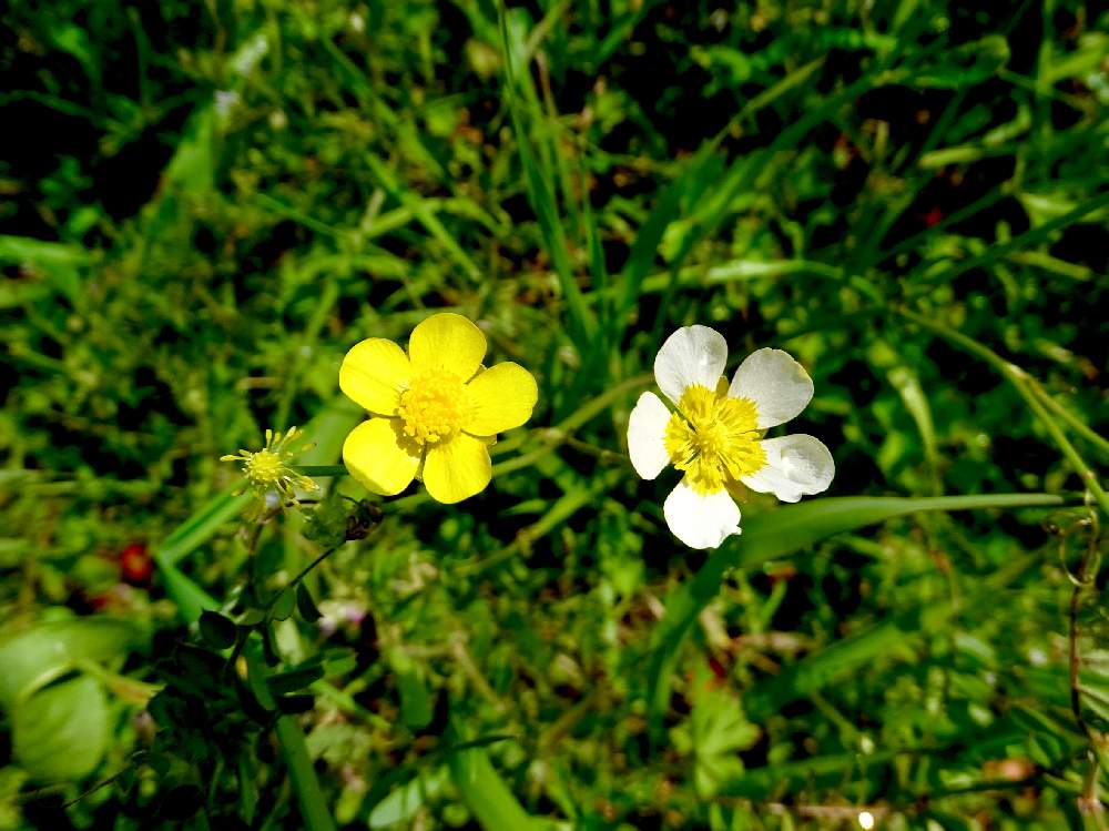 ウマノアシガタの投稿画像 By Himeuzuさん 野草と4月と春が来た と植中毒と黄色い花と美しいと黄色の花と雑草と白の花 とキンポウゲ科と可愛いときいろいお花と小さい花と花のある暮らしと白い花とかわいいな とピカピカ 19月4月11日 Greensnap グリーン