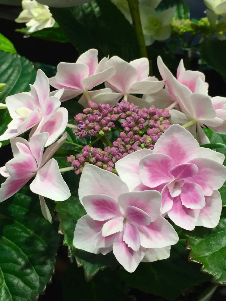 紫陽花こんぺいとうの投稿画像 By Sunさん お出かけ先とピンクの花とgs映えとつぼみと鉢物と花のある暮らしとお花屋 さんとピンクの花とgs映えとつぼみと鉢物と花のある暮らしとお花屋さん 19月4月11日 Greensnap グリーンスナップ Greensnap グリーン