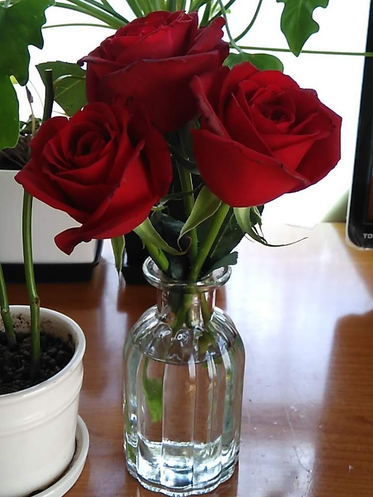 花のある暮らしの投稿画像 By しーさん ガラスの花瓶とバラ ミニバラと薔薇記念日と真っ赤なバラときれいな色とバラのプロポーズとバラ 切り花 19月4月11日 Greensnap グリーンスナップ
