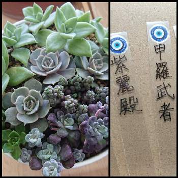 ローラ葉挿しの投稿画像一覧 Greensnap グリーンスナップ