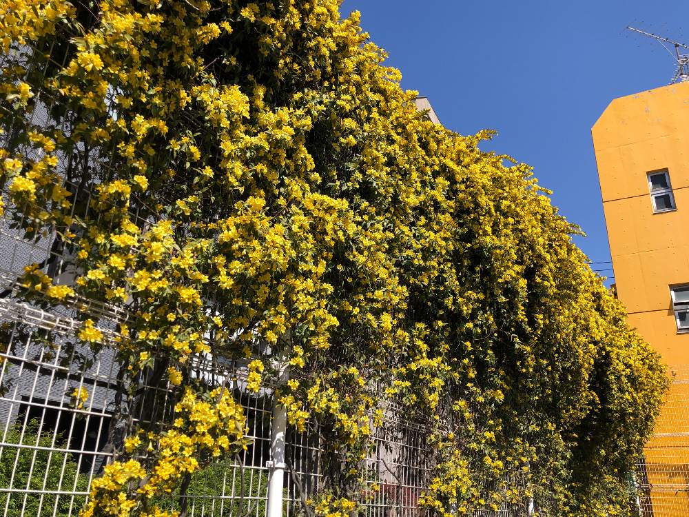 カロライナジャスミンの投稿画像 By まるちゃんさん ぶらり旅と世田谷線界隈 19月4月11日 Greensnap グリーンスナップ