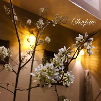 トワイライトゾーンの画像 by Chopin(ショパン)さん | ジューンベリーと夜の一枚と美容室とGS映えとジューンベリー*と庭の木と実のなる木とナチュラルスタイルと白い花と実のなる植物とiPhone撮影とライトアップとボタニカルスポット2019春と樹木とボタニカルライフとマイガーデンとしろいはなとベリー・ベリーとトワイライトゾーンとムーディー