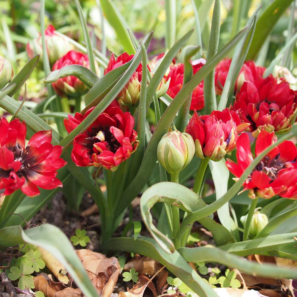 原種チューリップの投稿画像 By Fuumさん 植えっぱなし球根と花のある暮らし 19月4月12日 Greensnap グリーンスナップ