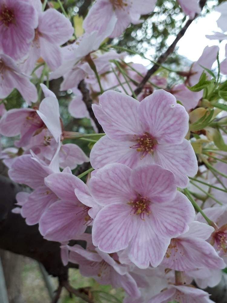サクラの投稿画像 By Flower Skyさん ピンクの花と 19桜 フォトコンテストと花木とおさんぽ日和と春の花 と春の花木と花のある暮らし 19月4月12日 Greensnap グリーンスナップ