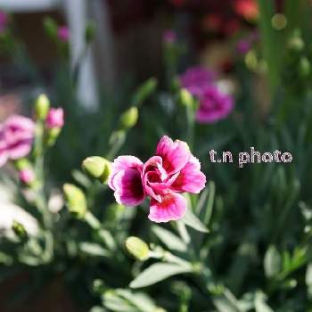 ピンクキッスの画像 by おりーぶさん | バルコニー/ベランダとナデシコとピンクキッスとダイアンサスとピンクの花とsony α6000とGSミニモニ。と花のある暮らしとマンションベランダと小さな花と福岡県