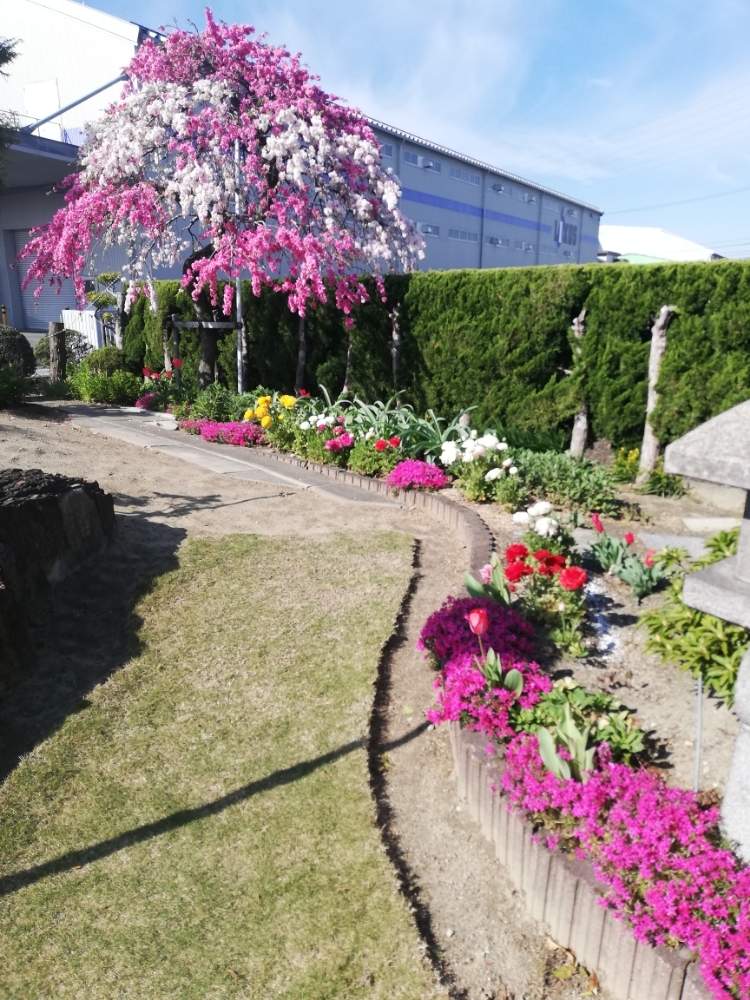 広い庭の画像 by エミコさん | 広い庭と枝垂れ花桃と2019春とりょうさんのお庭とシダレハナモモとガーデニングと花のある暮らしとお庭