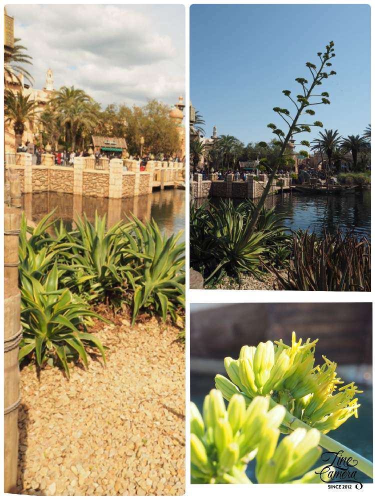 アオノリュウゼツランの投稿画像 By さぁ ちゃんさん アガベとディズニーシー 19月4月12日 Greensnap グリーンスナップ