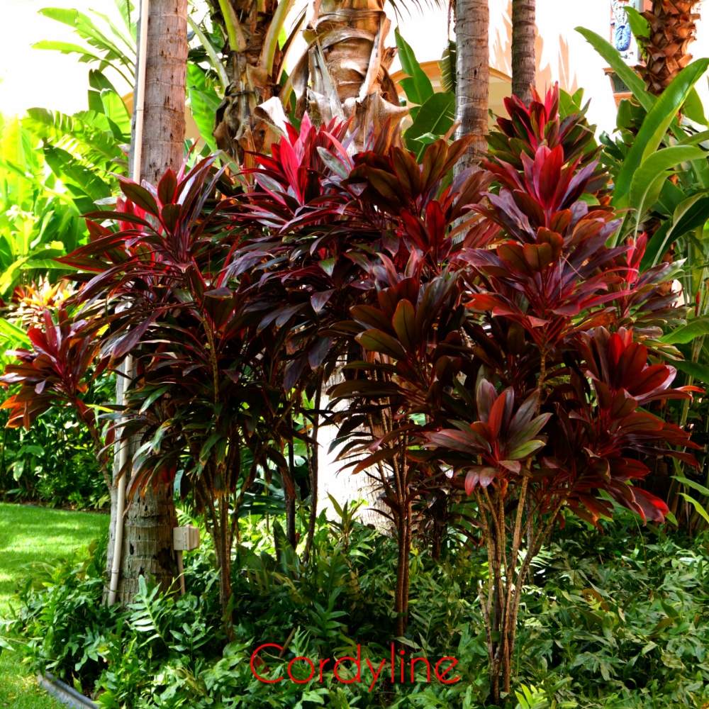 コルジリネの投稿画像 By Toshi722さん 明るい日射しとトロピカルと赤い葉っぱと綺麗な緑 とハワイとホノルル市内とハワイ旅行日記 19月4月12日 Greensnap グリーンスナップ