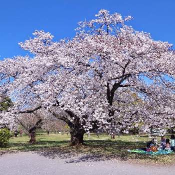 小石川後楽園 桜マップ19 の投稿画像一覧 Greensnap グリーンスナップ