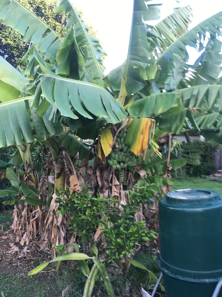 バナナの投稿画像 By はるのさん プチ家庭菜園とブリスベンと南半球ワイルドフラワーとオーストラリアと家庭菜園奮闘日記 19月4月12日 Greensnap グリーンスナップ