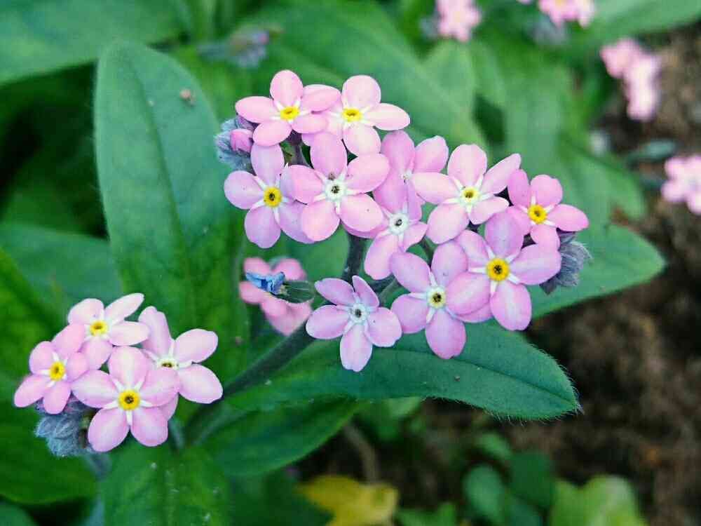 misaoiさんの山下公園への投稿