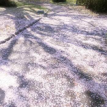 花筵の投稿画像一覧 Greensnap グリーンスナップ 花筵の投稿画像一覧 Greensnap グリーンスナップ