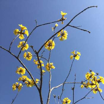 イペイの投稿画像一覧 Greensnap グリーンスナップ