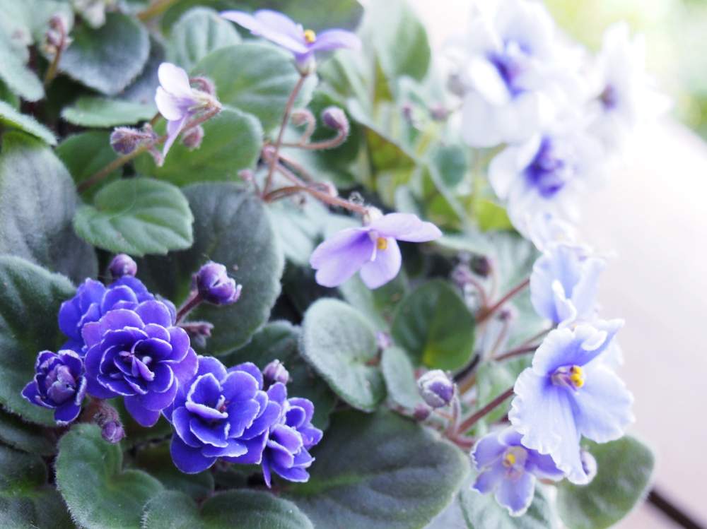 セントポーリアの投稿画像 By みらのさん 花のある暮らしとちいさな幸せ と青い花とインドアグリーン 19月4月12日 Greensnap グリーンスナップ