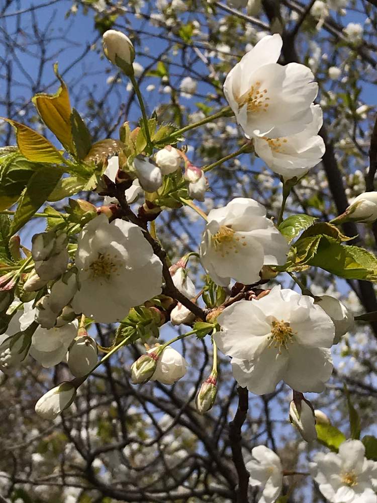 葉と桜との投稿画像 By たにっくさん 近くの公園でと春の花 と花のある暮らしとただいま開花中 と白い花とさくらと桜 さくら サクラサクと青空と白い桜 19月4月12日 Greensnap グリーンスナップ