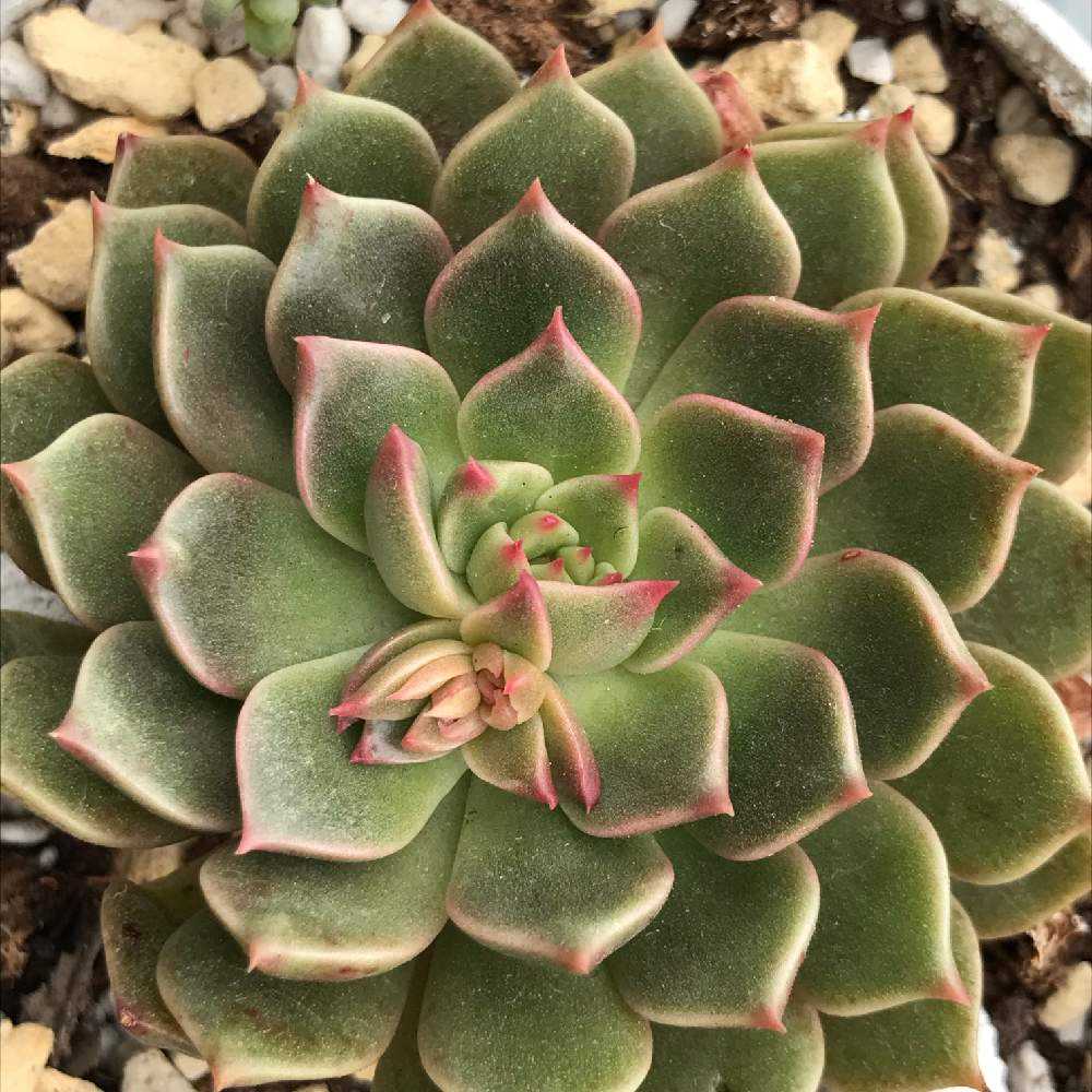 オリビアが好きになっていく Greensnap グリーンスナップ