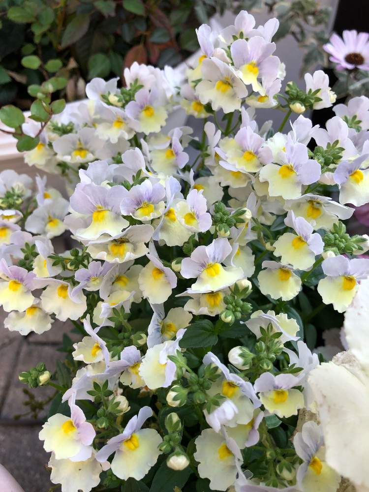 ネメシアピンクレモネードの投稿画像 By I Na34さん はるが来た とネメシア とネメシア ピンクレモネード と可愛いと花のある暮らしと咲いた 19月4月12日 Greensnap グリーンスナップ