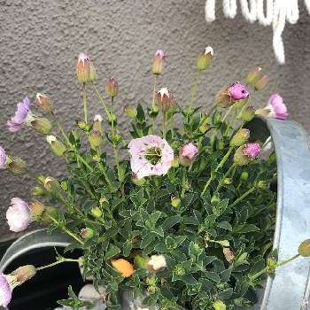 ジョウロ鉢の画像 by ラム☻さん | アプローチと素敵な庭にしたい！とシレネシェルピンク☆と花のある暮らしと北向き玄関とジョウロ鉢