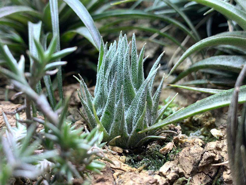 Tillandsia Sprengeliana 臨海型　速達発送 Tillandsia Sprengeliana 臨海型 速達発送 - メルカリ