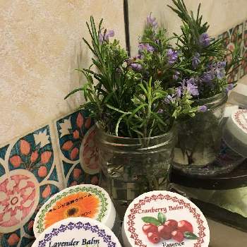 手作りコスメの投稿画像一覧 Greensnap グリーンスナップ