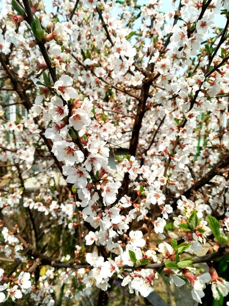 ユスラウメの投稿画像 By 阿南田零さん 春のお花と実家とサクラ属とピンクの花と花木と実家の庭とバラ科と花のある暮らしと落葉樹と白い花と落葉低木 19月4月13日 Greensnap グリーンスナップ