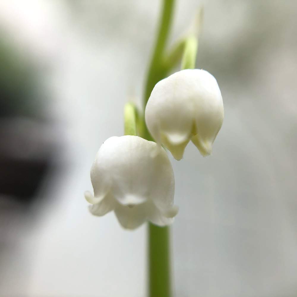 スズランの投稿画像 By ラッキーねこさん 小さな庭と釣鐘状の花たちと毎年咲くと白い花とチーム福岡とわすれものと釣鐘状の花たちと毎年咲くと白い花とチーム福岡とわすれもの 19月4月13日 Greensnap グリーンスナップ Greensnap グリーンスナップ スズランの投稿画像 By ラッキーねこさん 小さな庭と釣鐘状の花たちと毎年咲くと白い花とチーム福岡とわすれものと釣鐘状の花たちと毎年咲くと白い花とチーム福岡とわすれもの 19月4月13日 Greensnap グリーンスナップ Greensnap グリーンスナップ