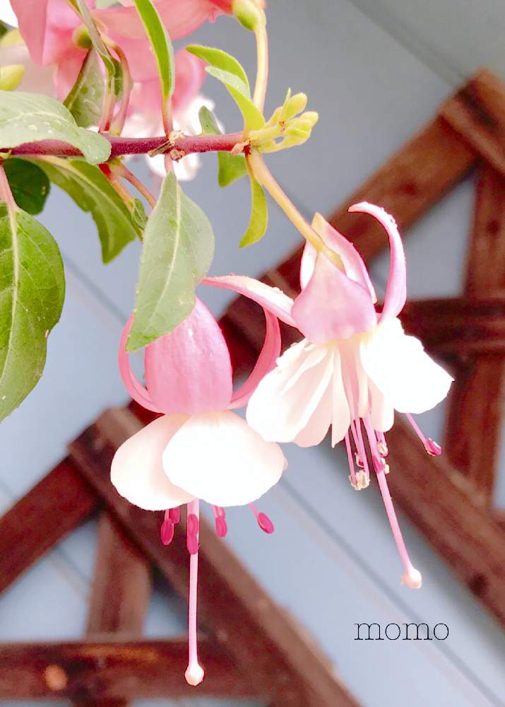 大好きの投稿画像 By Momoさん ピンクと綺麗と春ですね と可愛いと花のある暮らしとフクシアの花とフクシア と小さな庭と大好きとピンクと綺麗と春ですね と可愛いと花のある暮らしとフクシアの花 19月4月13日 Greensnap グリーンスナップ Greensnap