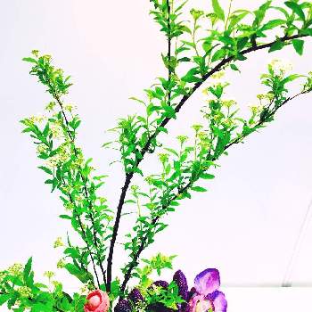 和のうつわの画像 by てるママさん | お出かけ先とステキ☆とGS映えと和のうつわと花のある暮らしとお花と生け花