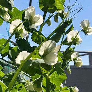 スナップエンドウ,春野菜,ベランダ菜園,家庭菜園奮闘日記,テラスの画像