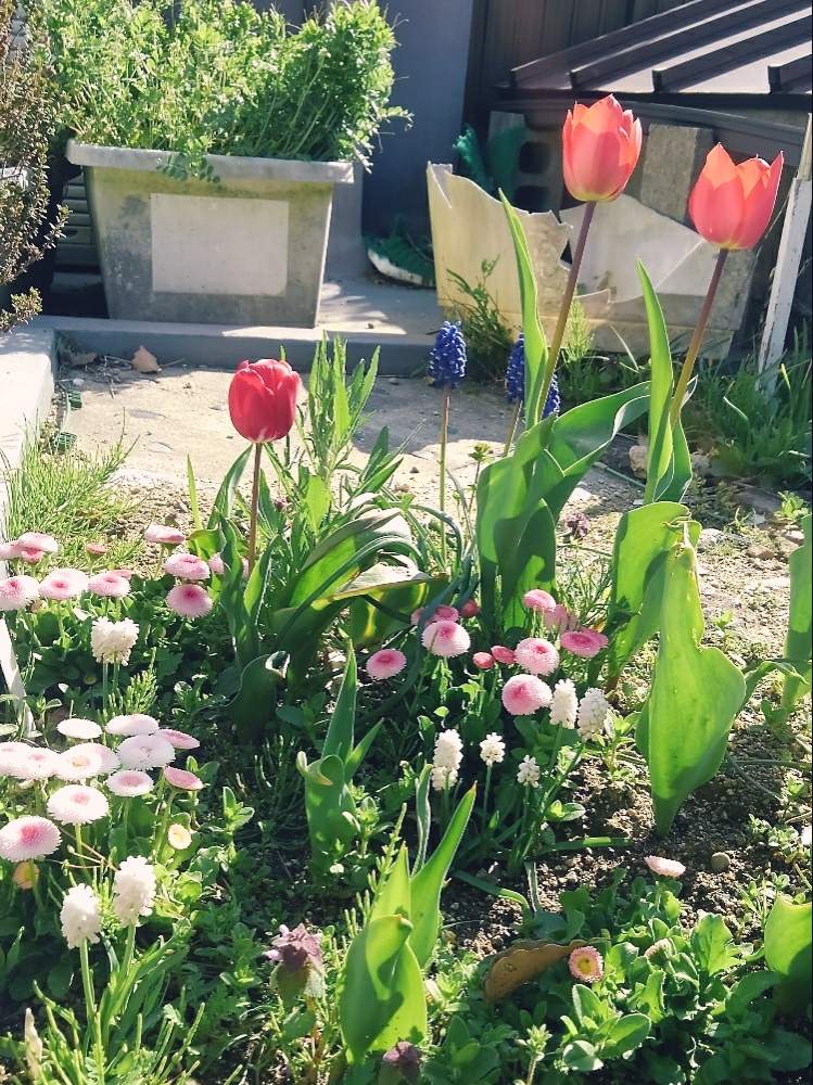 ムスカリの投稿画像 By Nokonokoさん チューリップとたねからの幸せと種まきっ子と種からとgs映えと我が家の花壇とガーデニングと花のある暮らしと種まきクラブ 19月4月13日 Greensnap グリーンスナップ