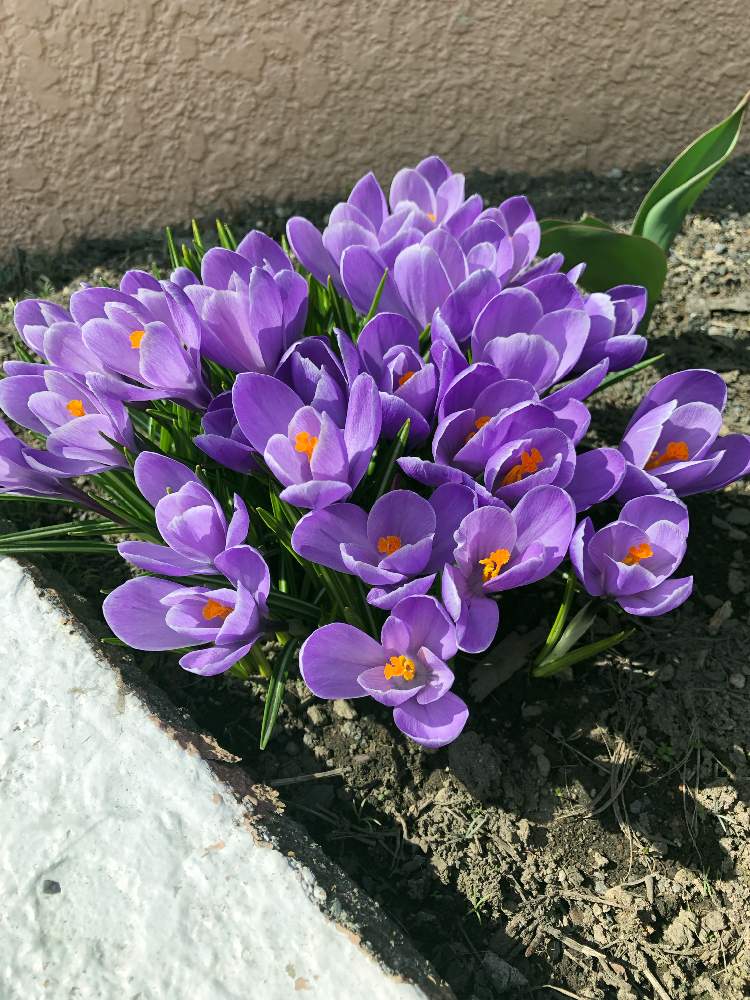 クロッカスの投稿画像 By まなさん ムラサキの花と春の訪れと春咲き球根と春が来た と北海道 19月4月13日 Greensnap グリーンスナップ