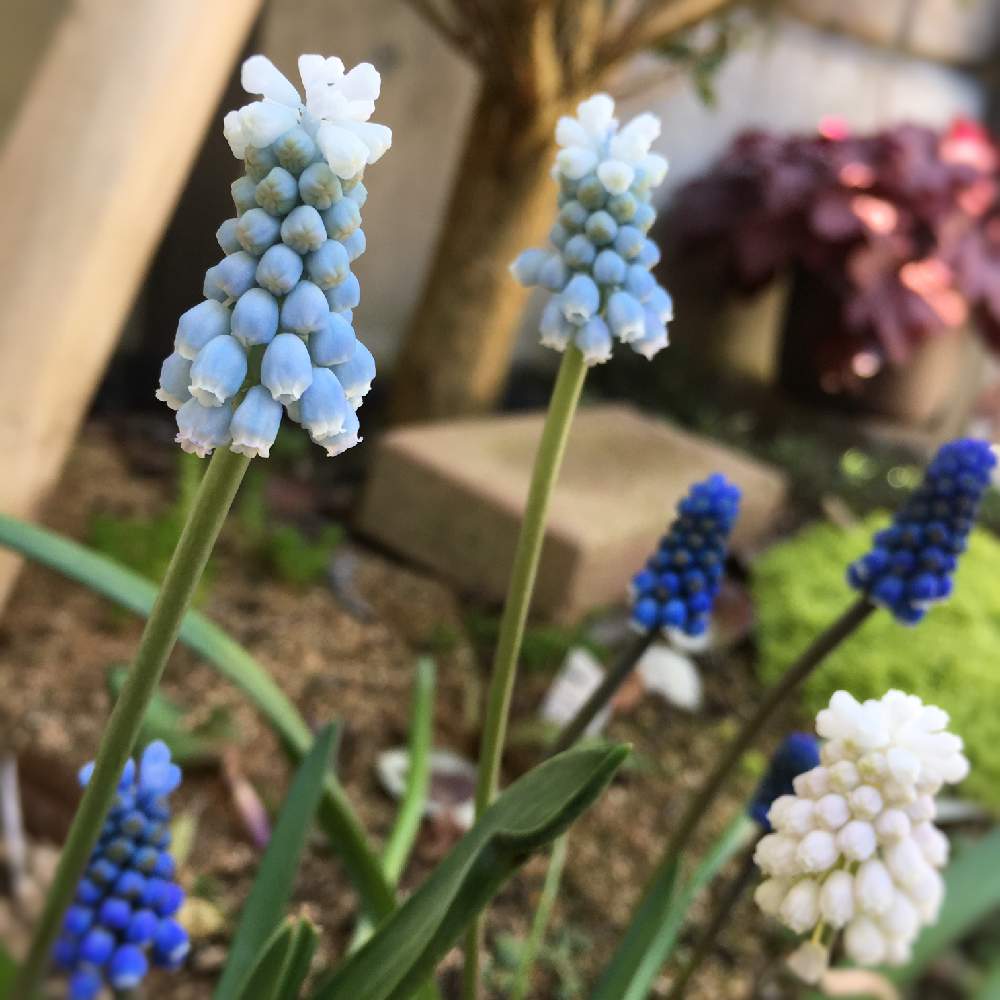 ムスカリの投稿画像 By りりこさん 水色の花と色々いろいろと ムスカリと庭の隅っこと青い花と 秋植え球根 フォトコンテストと花のある暮らしと白い花 19月4月13日 Greensnap グリーンスナップ