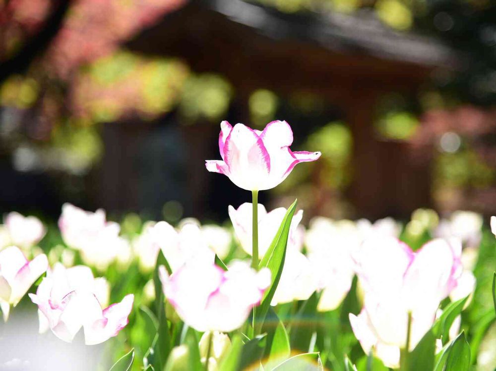 おしづさんの横浜公園への投稿