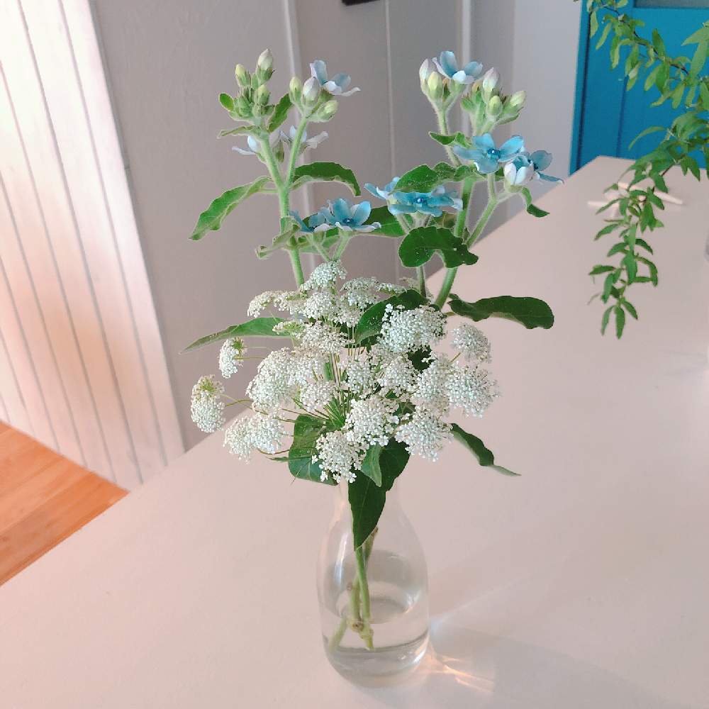 レースフラワーの投稿画像 By ようこさん ブルースターとコデマリと部屋と花のある暮らしと花を愛でると枝もの好きと花のある暮らしと花を愛でると枝もの好き 19月4月13日 Greensnap グリーンスナップ Greensnap グリーンスナップ