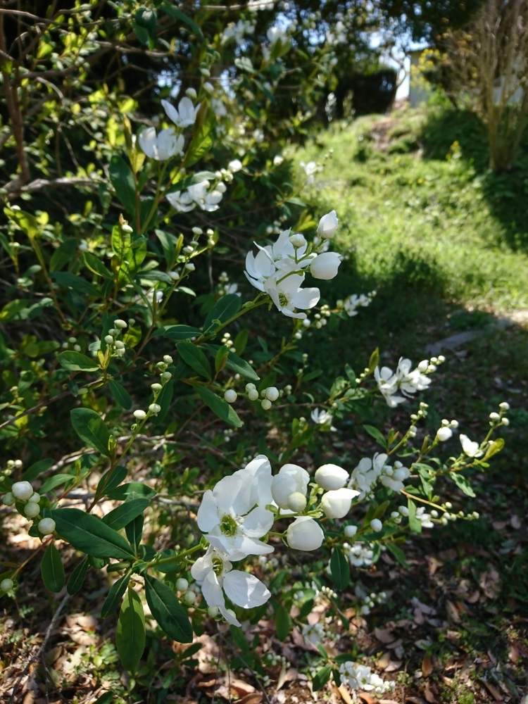 リキュウバイの投稿画像 By モコさん マイガーデンとつぼみとおきにいりと庭木と白い花と咲いた 19月4月13日 Greensnap グリーンスナップ