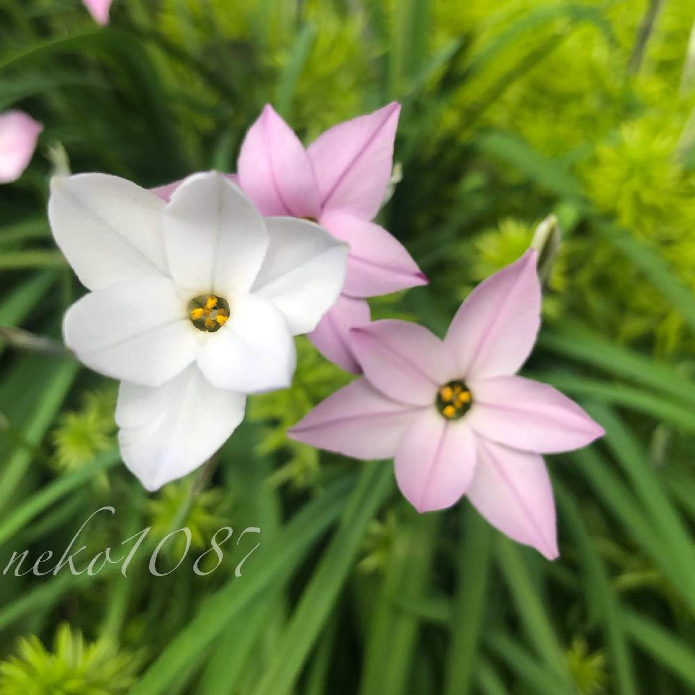 ハナニラの投稿画像 By Neko1087さん 植物のある暮らしとネコ好きと植物が好き とハナニラ と花のある暮らしと白い花とかわいいな と花が好きとピンクのお花と淡いピンクとピンクのお花と淡いピンク 19月4月13日 Greensnap グリーンスナップ