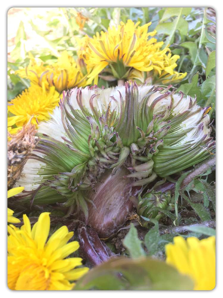 花のある暮らしの投稿画像 By ふゆさん ガーデニングとはたけと病気 19月4月13日 Greensnap グリーンスナップ
