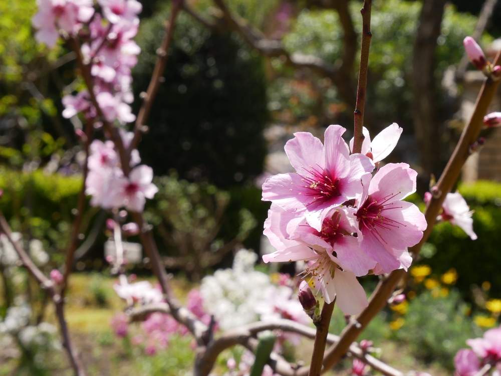 アーモンドの投稿画像 By Botanist99さん 春のお花と春の花木と4月の花とピンク色の花と花のある暮らし 19月4月13日 Greensnap グリーンスナップ